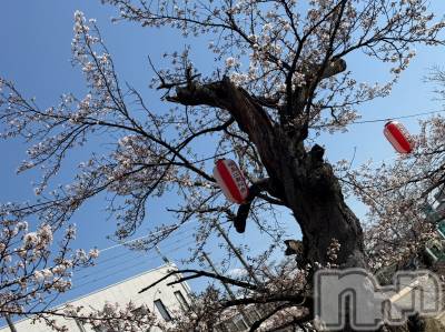 長岡デリヘル Mimi(ミミ) ひな★月間RANK1位★(25)の4月3日写メブログ「🌸」