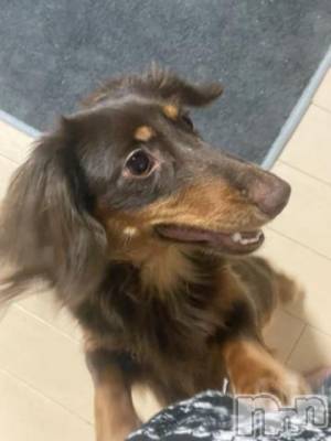 松本発デリヘル 松本人妻隊(マツモトヒトヅマタイ) ふうか(20)の11月23日写メブログ「出勤しました🤲💗」