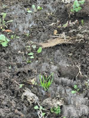 松本発デリヘル 松本人妻隊(マツモトヒトヅマタイ) ふうか(20)の12月2日写メブログ「出勤してます🎶」