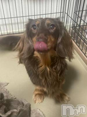 松本発デリヘル 松本人妻隊(マツモトヒトヅマタイ) ふうか(20)の2月10日写メブログ「今日からの出勤予定💓」