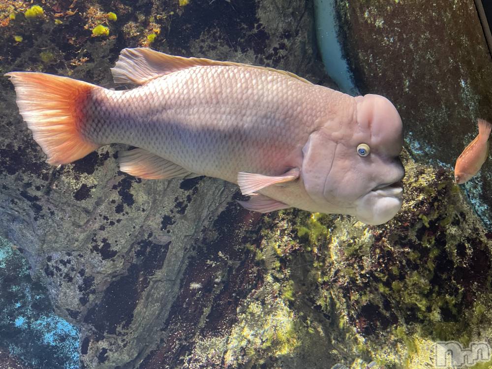 長岡デリヘル長岡風俗出張アロママッサージ(ナガオカフウゾクシュッチョウアロママッサージ) ぽっちゃかわNo.1ないちゃん(31)の11月5日写メブログ「お姉ちゃんと一緒に♡♡」