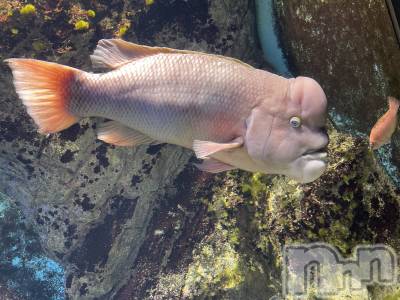 長岡デリヘル 長岡風俗出張アロママッサージ(ナガオカフウゾクシュッチョウアロママッサージ) ぽっちゃかわNo.1ないちゃん(31)の11月5日写メブログ「お姉ちゃんと一緒に♡♡」
