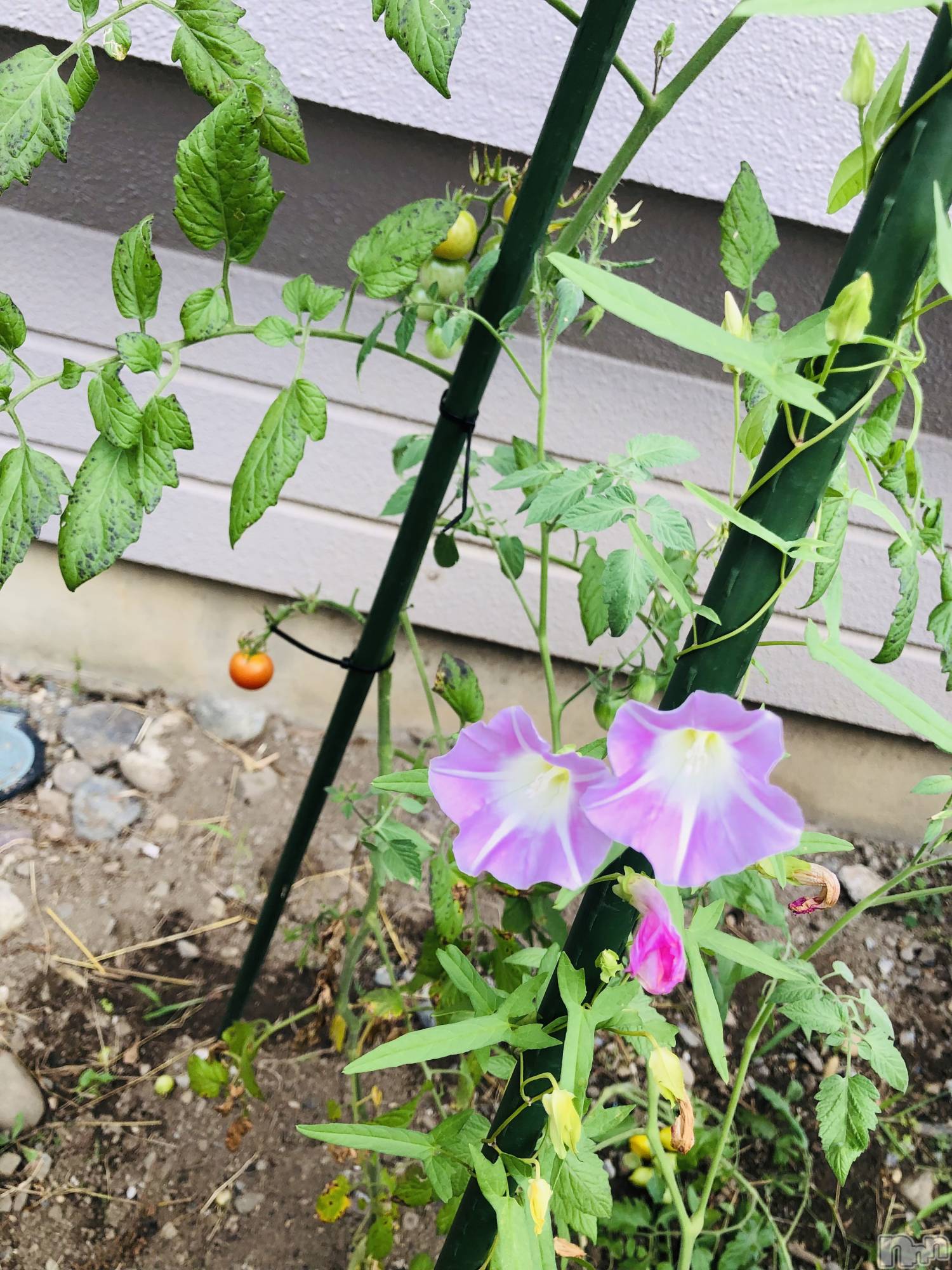 ��ˬ����Х��顦�����CLUB K����Prologue��(����֥���) ��2024ǯ9��17���̥�֥�����9��17�� 23��54ʬ�Υ֥�����