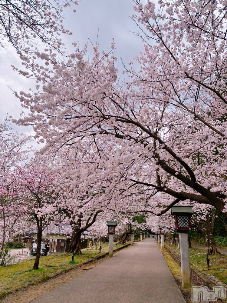 長岡デリヘル長岡人妻市(ナガオカヒトヅマイチ) めい★プルプルの唇&ロリ顔(31)の4月7日写メブログ「お花見日和」