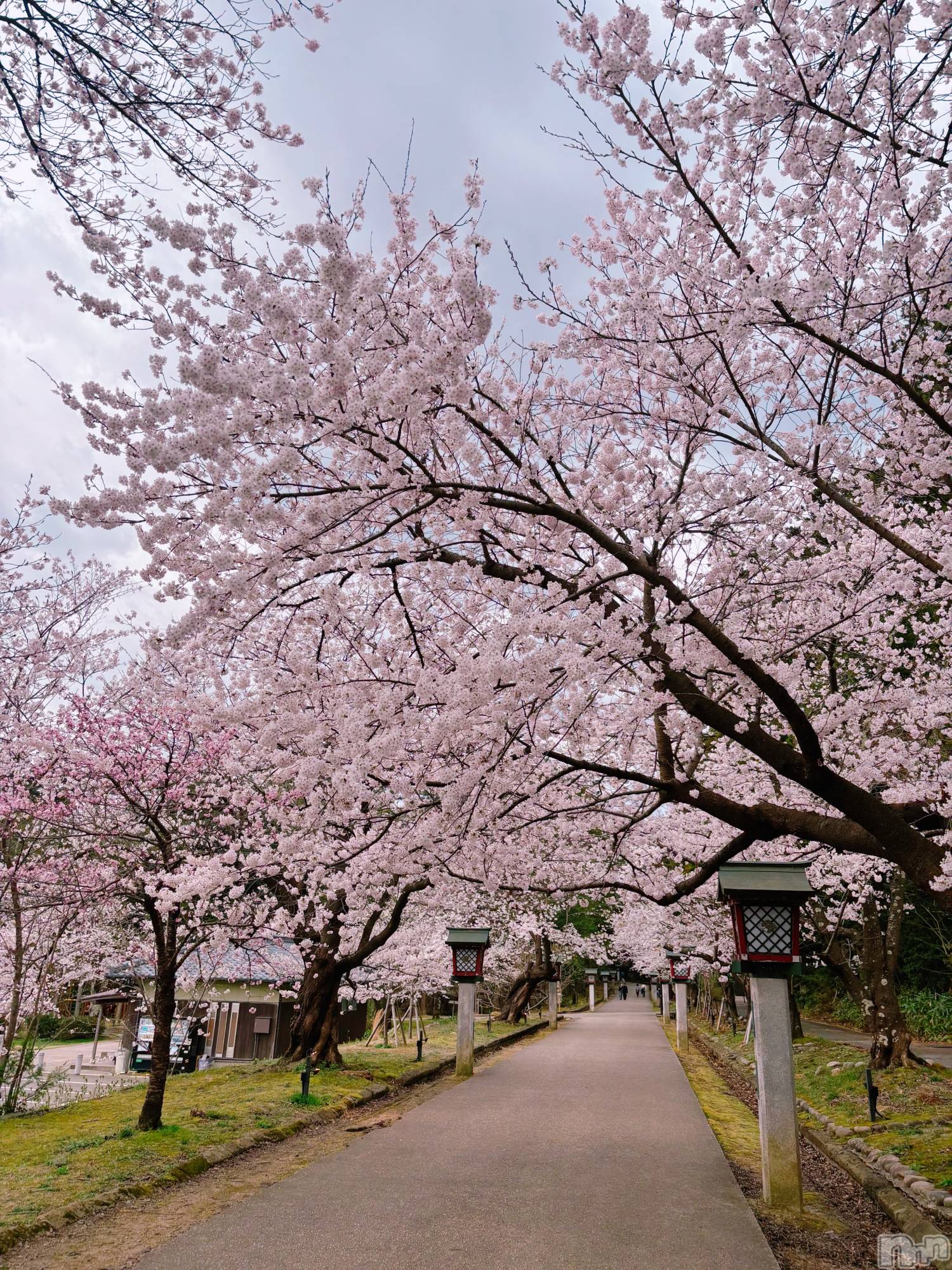 長岡デリヘル長岡人妻市(ナガオカヒトヅマイチ)めい★プルプルの唇&ロリ顔(31)の2026年4月7日写メブログ「お花見日和」