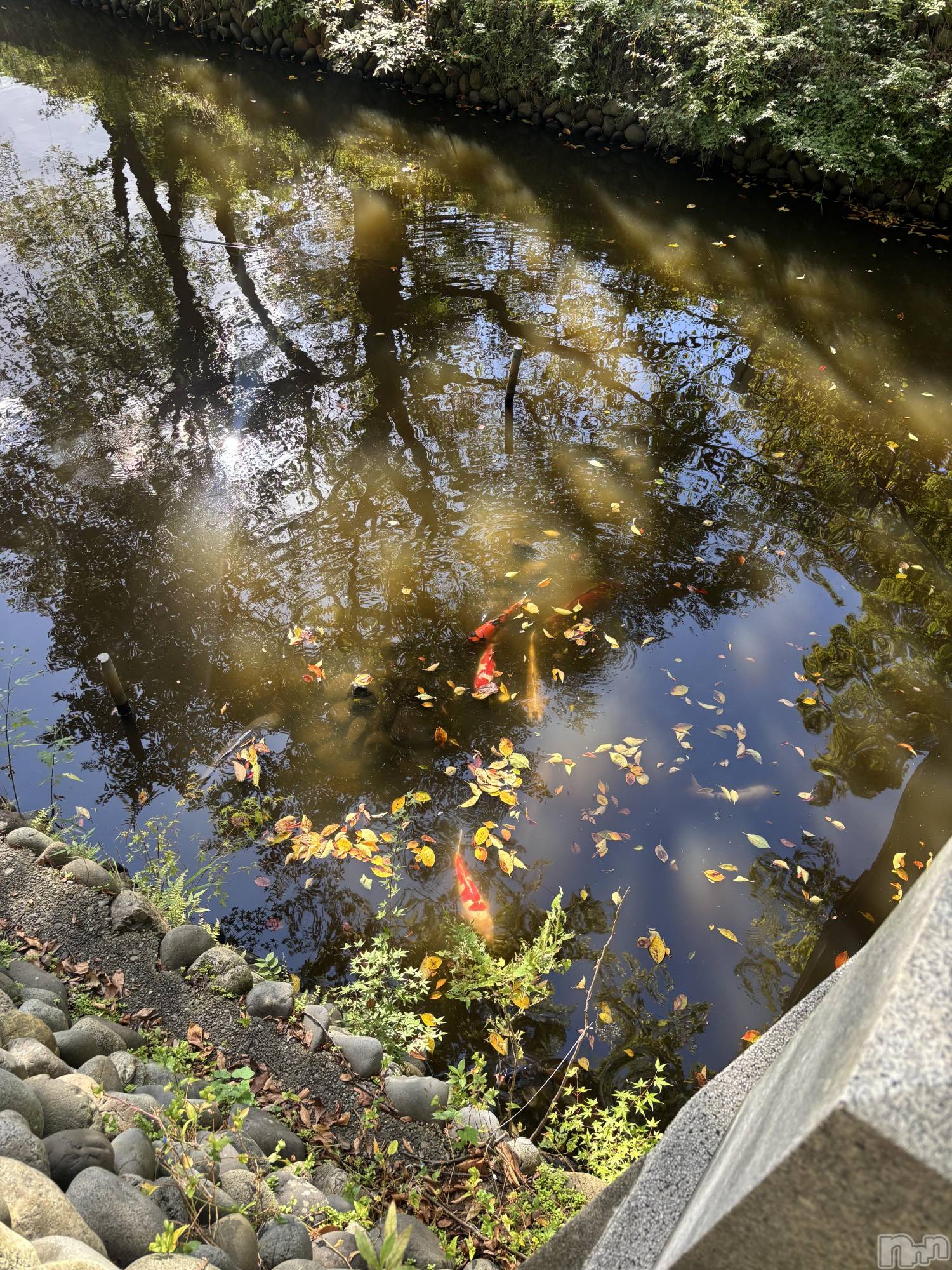 長岡デリヘル長岡人妻市(ナガオカヒトヅマイチ)めい★可愛さ満点。ぎゅっと濃密。(31)の2026年10月11日写メブログ「はかどる」