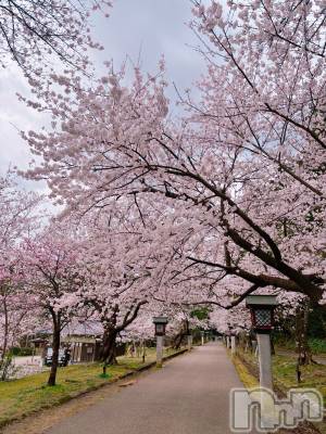 長岡デリヘル 長岡人妻市(ナガオカヒトヅマイチ) めい★プルプルの唇&ロリ顔(31)の4月7日写メブログ「お花見日和」