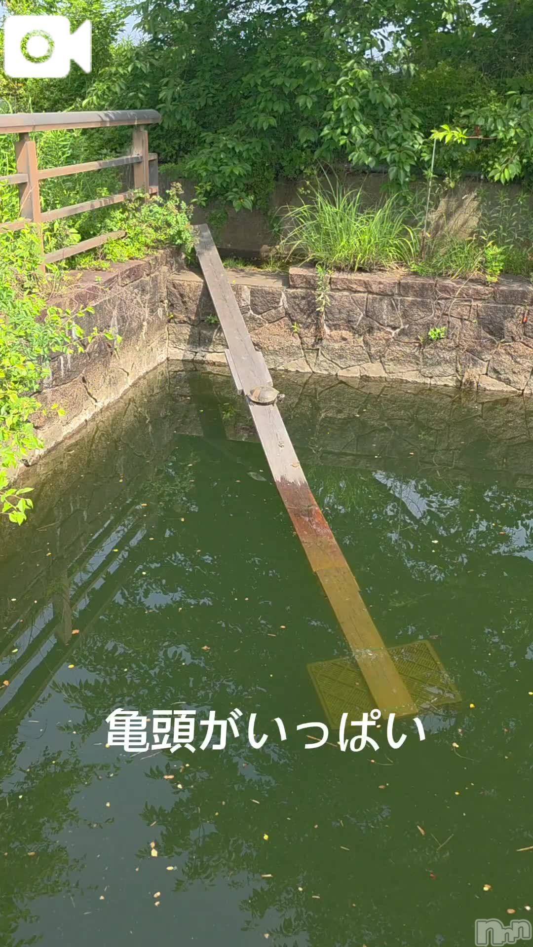 新潟人妻デリヘル熟女の風俗 最終章(ジュクジョノフウゾクサイシュウショウ)くみ(45)の2025年6月10日写メブログ「大中小の亀頭」