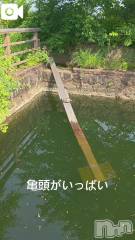 新潟人妻デリヘル熟女の風俗 最終章(ジュクジョノフウゾクサイシュウショウ) くみ(45)の6月10日写メブログ「大中小の亀頭」