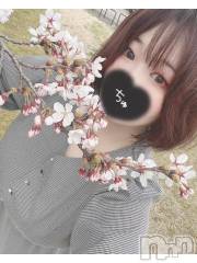 長岡デリヘル奥様特急 長岡店(オクサマトッキュウナガオカテン) まさき(22)の4月10日写メブログ「最近桜写真多めだねえ🌸」