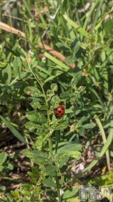 上田発デリヘル BIBLE～奥様の性書～(バイブル～オクサマノセイショ～) ◇マリ◇(41)の4月19日写メブログ「幸せ見つけた！」