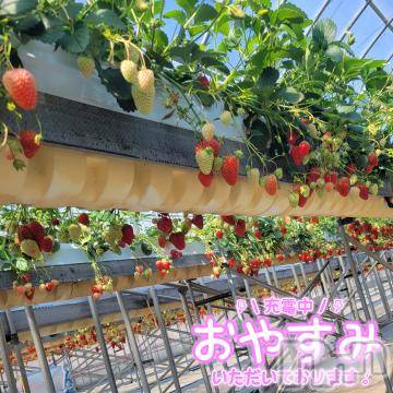 松本発ぽっちゃり癒し姫 松本店(イヤシヒメマツモトテン)【S】天音サク(32)の2024年3月11日写メブログ「 いちご狩り！」