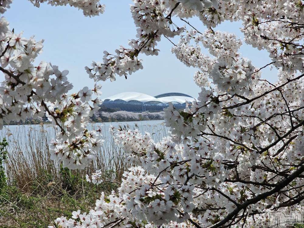 新潟デリヘルジャスミン エロの正直者　つくし　一途系ドM(28)の4月13日写メブログ「桜がきれい😽︎💞」
