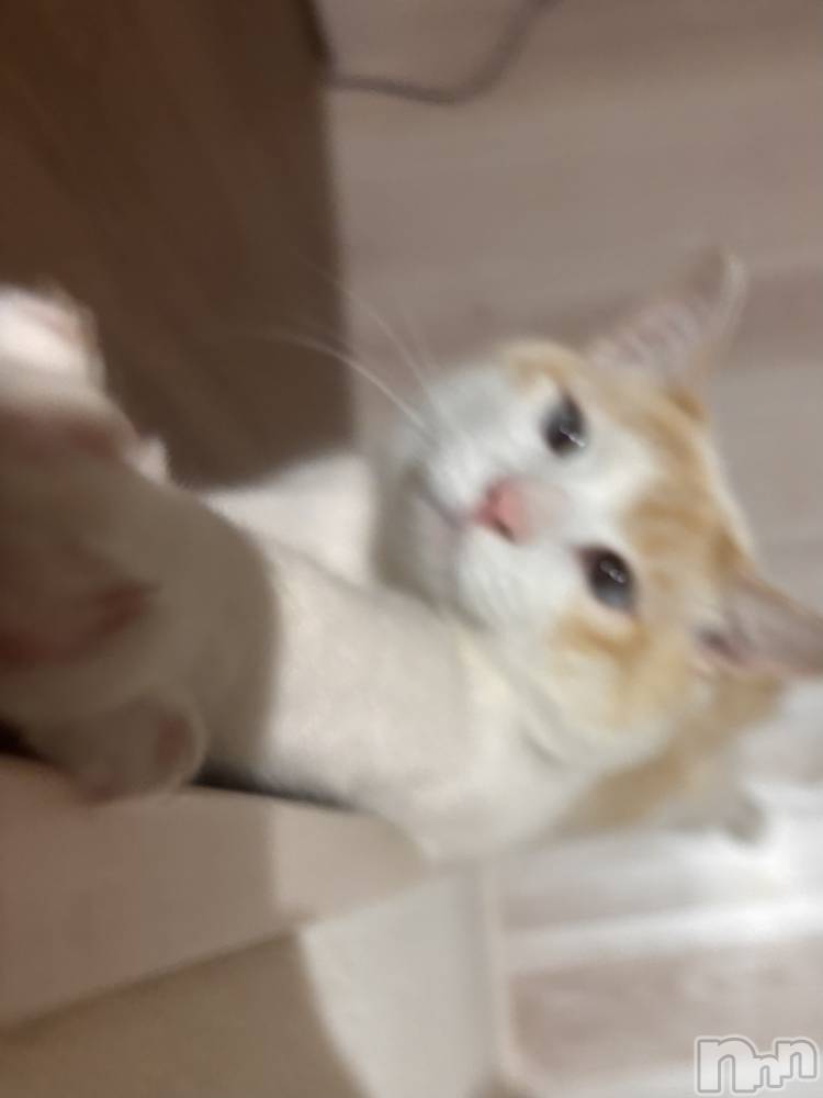 ��ë����Х��顦�����CLUB��Paladin(����֡��ѥ�ǥ���) �����1��9���̥�֥����� ٍ ٛ  . ̫. ٛ ٍ��