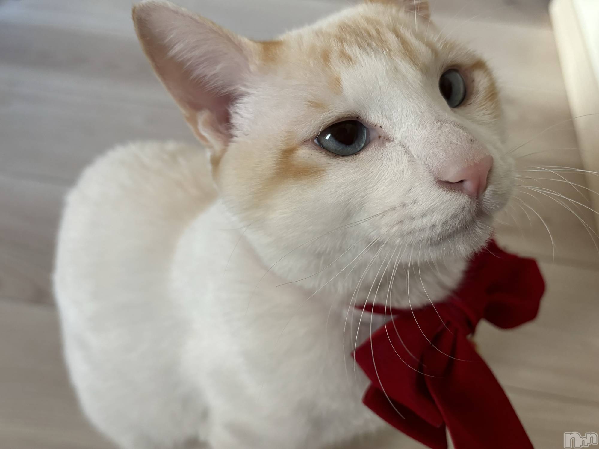 ��ë����Х��顦�����CLUB��Paladin(����֡��ѥ�ǥ���) ��2024ǯ2��14���̥�֥�����🌙��