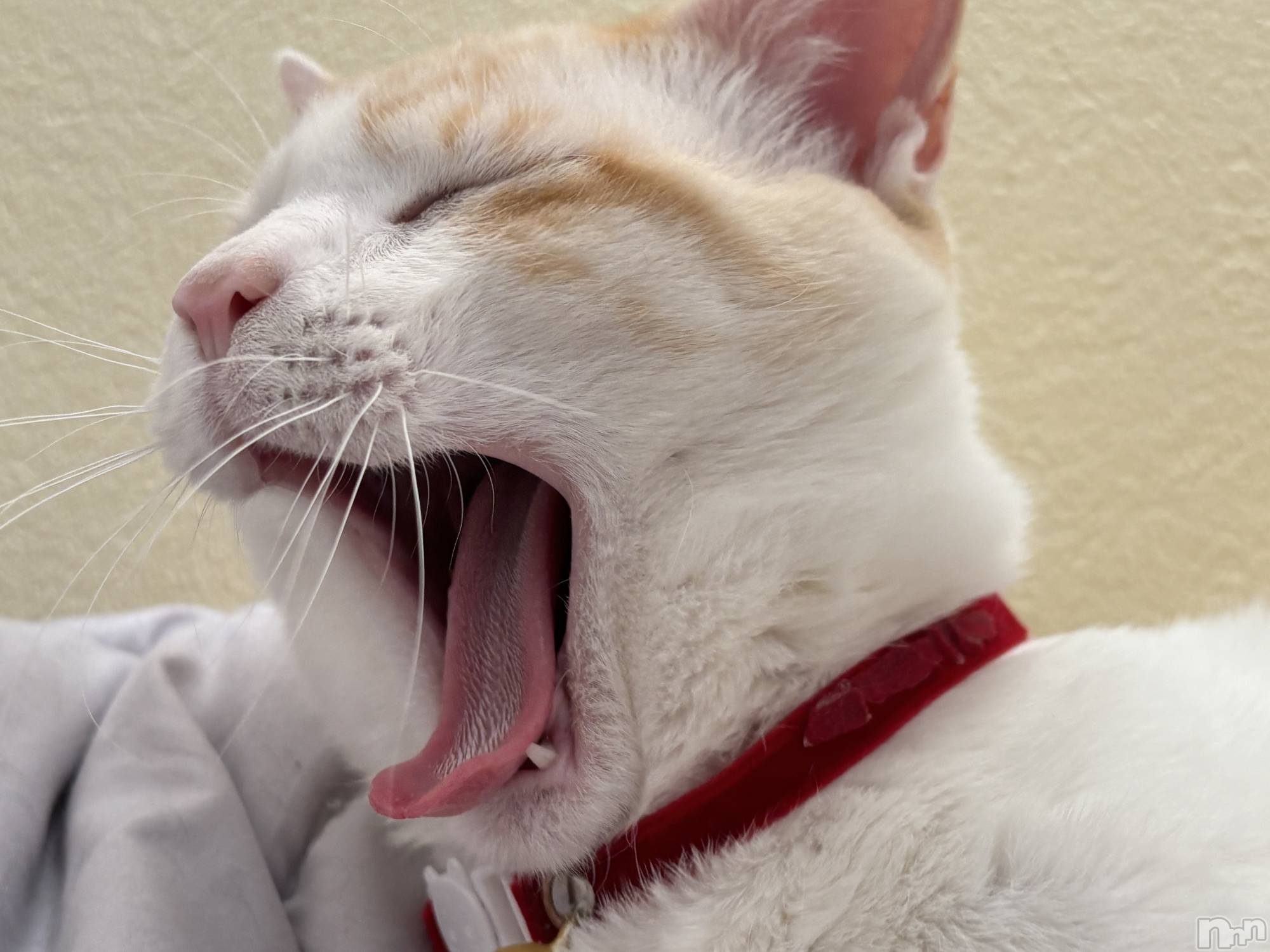 ��ë����Х��顦�����CLUB��Paladin(����֡��ѥ�ǥ���) ��2024ǯ4��2���̥�֥�����🌙��