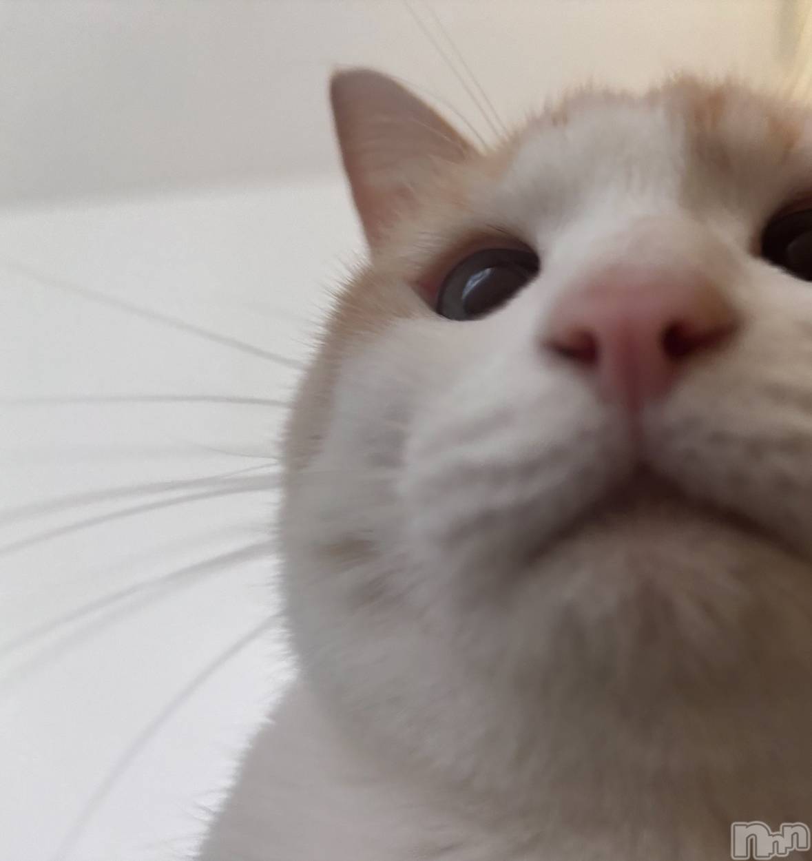 ��ë����Х��顦�����CLUB��Paladin(����֡��ѥ�ǥ���) ��2026ǯ1��12���̥�֥����ֻ�Ϣ��😌🪽💫��