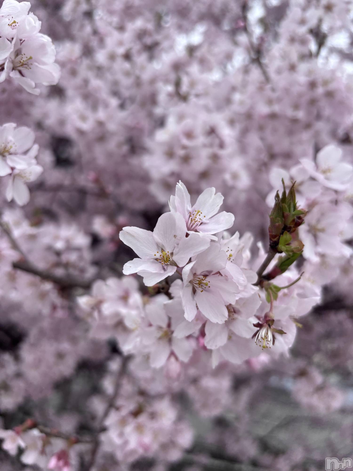 ��ë����Х��顦�����CLUB��Paladin(����֡��ѥ�ǥ���) ��2026ǯ4��13���̥�֥�����🌸��