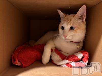 ��ë����Х��顦�����CLUB��Paladin(����֡��ѥ�ǥ���) �����10��2���̥�֥����֤�äѤ�..🐱��