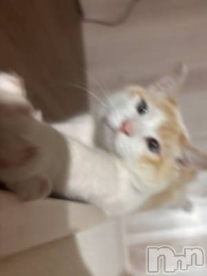 ��ë����Х��顦�����CLUB��Paladin(����֡��ѥ�ǥ���) �����1��9���̥�֥����� ٍ ٛ  . ̫. ٛ ٍ��