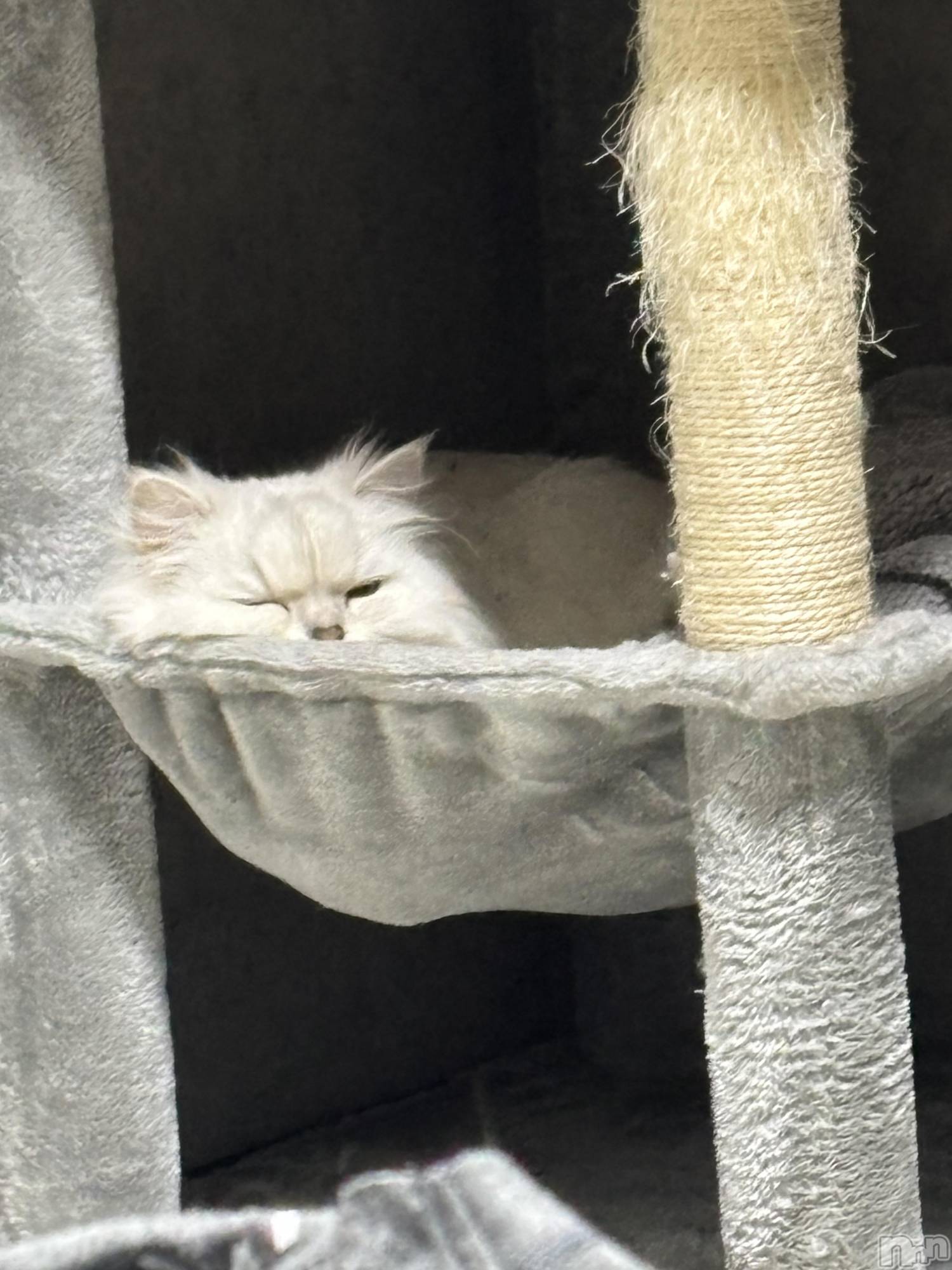 �����������Х��顦�����CLUB ALBATROSS(����Хȥ���) ��2026ǯ4��9���̥�֥�����🎀🎀��