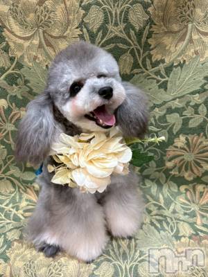 Х顦CLUB ALBATROSS(Хȥ) saya820̥֥🐶🍼
