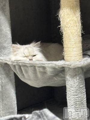 �����������Х��顦�����CLUB ALBATROSS(����Хȥ���) saya��4��9���̥�֥�����🎀🎀��