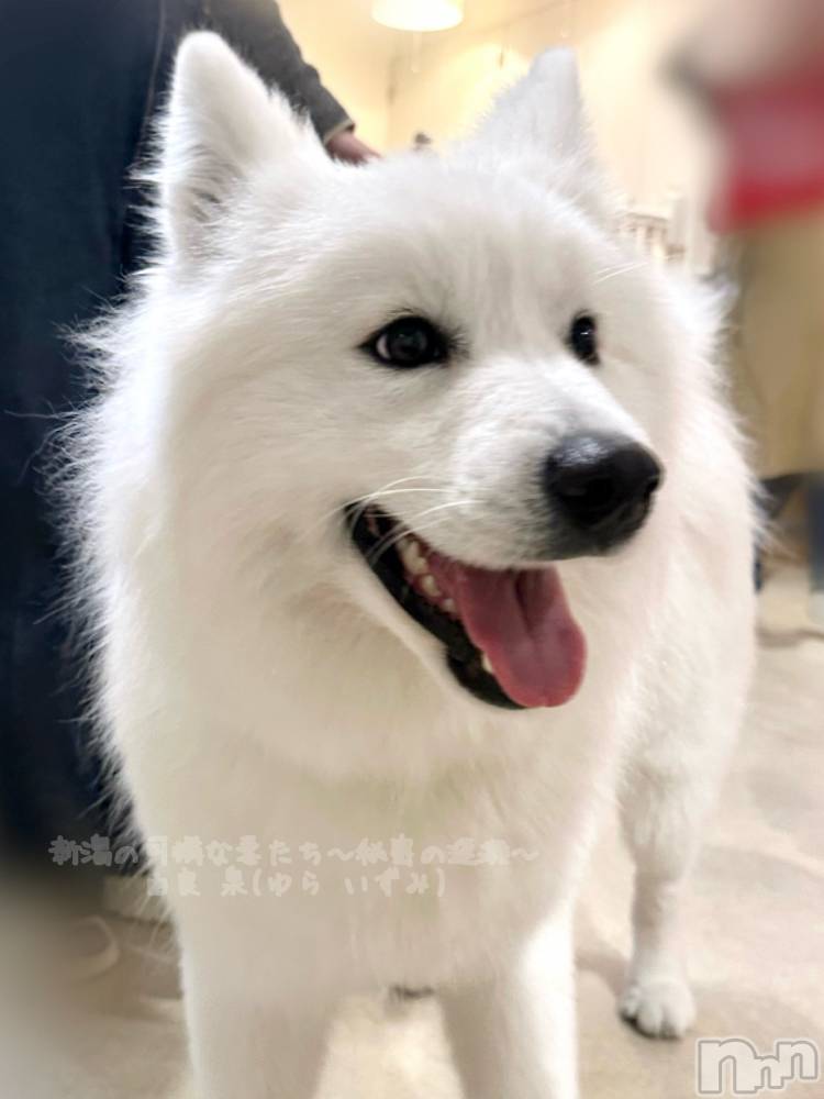 長岡デリヘル長岡の可憐な妻たち～秘密の逢瀬～(ナガオカノカレンナツマタチ～ヒミツノオウセ～) 由良 泉(31)の12月9日写メブログ「サモエドスマイルに癒されようの会⛺️」