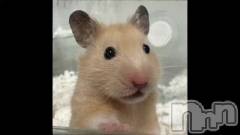長岡デリヘル長岡の可憐な妻たち～秘密の逢瀬～(ナガオカノカレンナツマタチ～ヒミツノオウセ～) 由良 泉(31)の2月8日動画「嗚呼、素晴らしきハム生」