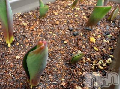 長岡デリヘル 長岡の可憐な妻たち～秘密の逢瀬～(ナガオカノカレンナツマタチ～ヒミツノオウセ～) 由良 泉(31)の3月6日写メブログ「出てきた🌷」