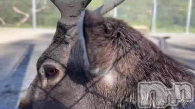 新潟人妻デリヘル 新潟の可憐な妻たち～秘密の逢瀬～(ニイガタノカレンナツマタチ～ヒミツノオウセ～) 由良 泉(32)の10月22日動画「納めてきました🙏🏻」