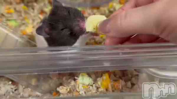 由良 泉の動画 皆様には定期的なハムの摂取が義務付けられています🐹