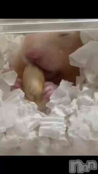 由良 泉の動画 至高の豆🥜