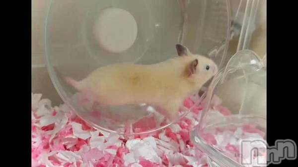 長岡デリヘル長岡の可憐な妻たち～秘密の逢瀬～(ナガオカノカレンナツマタチ～ヒミツノオウセ～) 由良 泉(31)の1月22日動画「」