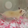 新潟人妻デリヘル 新潟の可憐な妻たち～秘密の逢瀬～(ニイガタノカレンナツマタチ～ヒミツノオウセ～) 由良 泉(32)の動画「音あり推奨🔊」