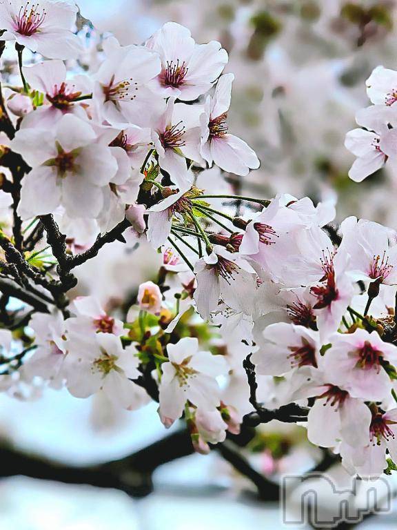 佐久発デリヘル佐久上田人妻隊(サクウエダヒトヅマタイ) なるみ(45)の3月26日写メブログ「綺麗に🩷」