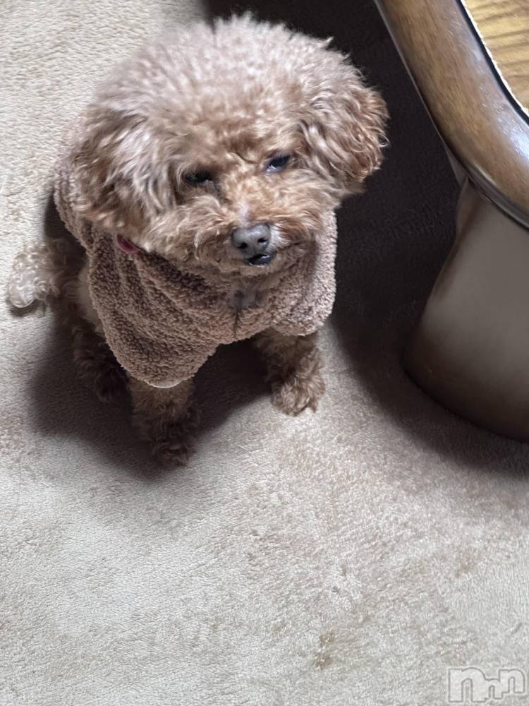 Х顦Armada(ޡ) ߤۤ1118̥֥☠️