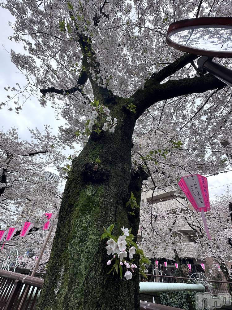 �����������Х��顦�����Armada(����ޡ���) �ߤ��ۤ�4��12���̥�֥�����⸌̟͂̋⸍̑⸜̑⸝͂ ໋��