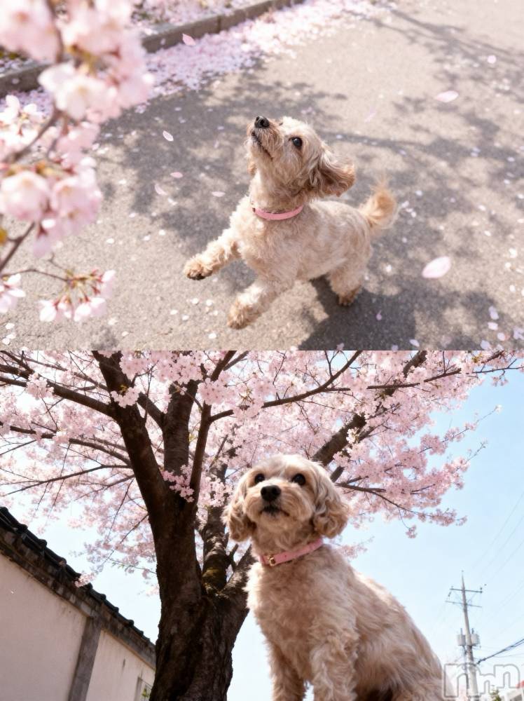 �����������Х��顦�����Armada(����ޡ���) �ߤ��ۤ�4��13���̥�֥����֤��Ϥʤߡ�