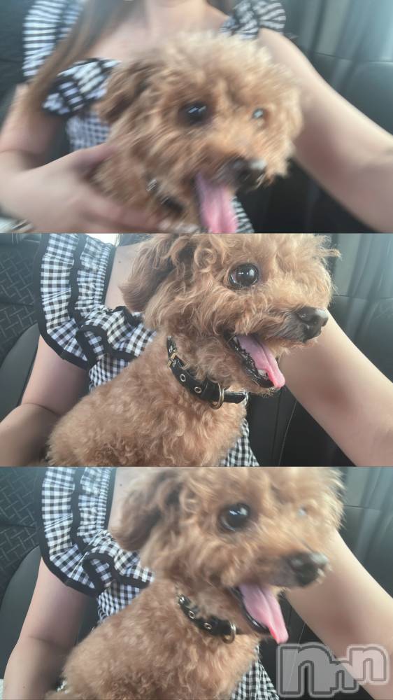 �����������Х��顦�����Armada(����ޡ���) �ߤ��ۤ�9��10���̥�֥�����🐶🐾��