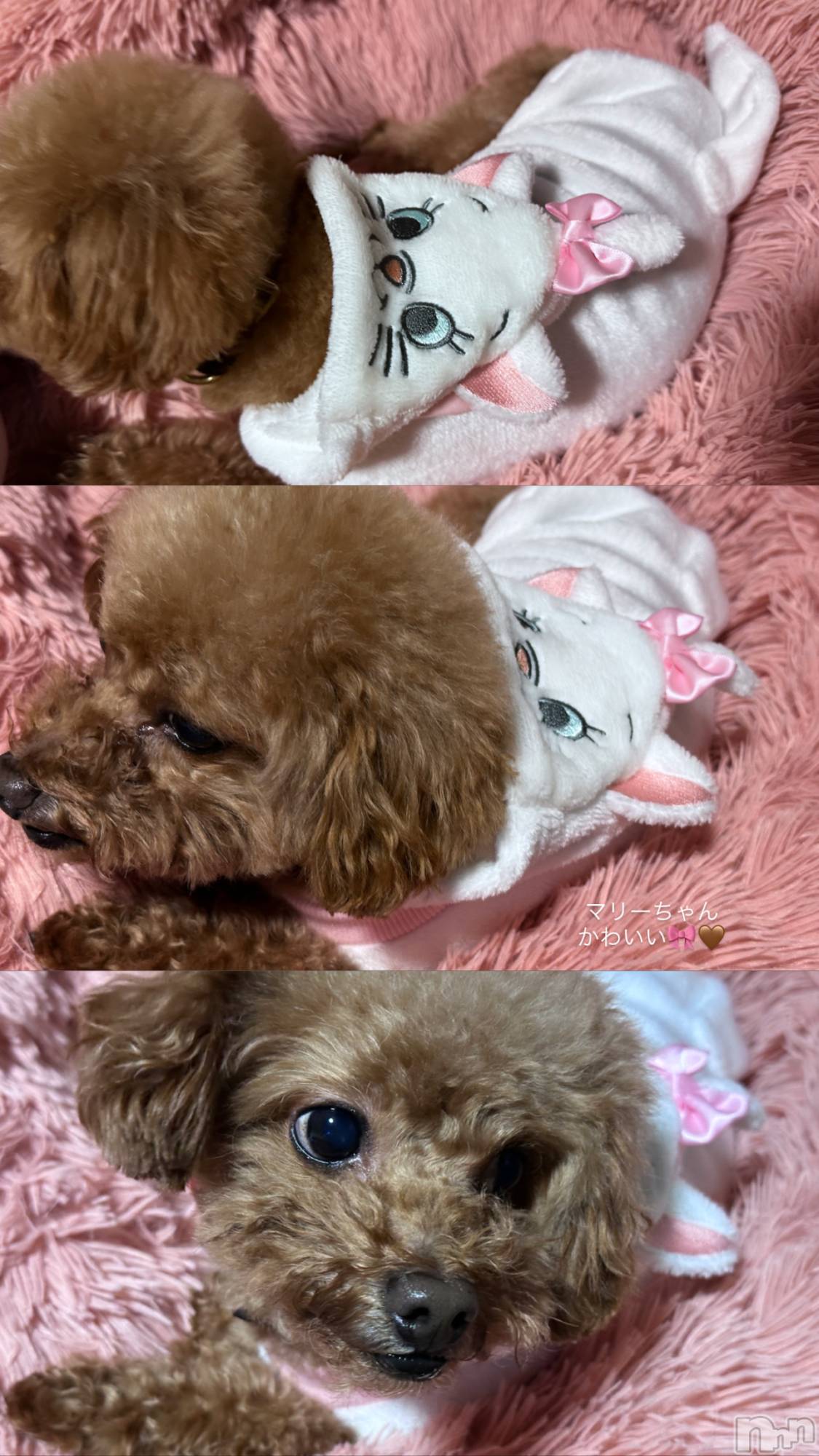 Х顦Armada(ޡ) 2025ǯ1121̥֥😻