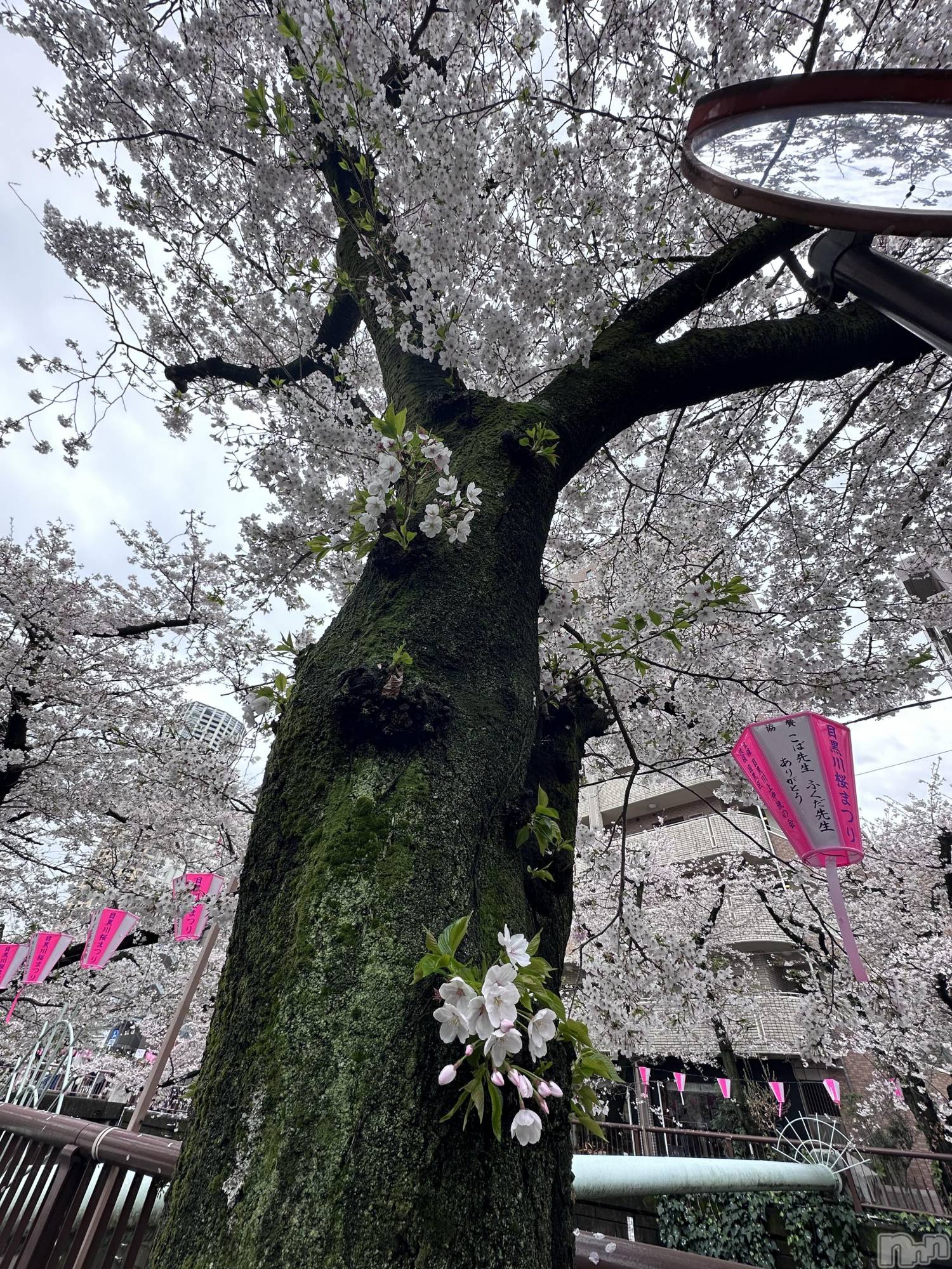 �����������Х��顦�����Armada(����ޡ���) ��2026ǯ4��12���̥�֥�����⸌̟͂̋⸍̑⸜̑⸝͂ ໋��