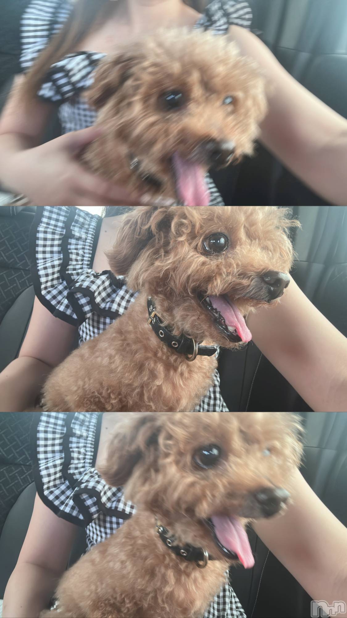 �����������Х��顦�����Armada(����ޡ���) ��2026ǯ9��10���̥�֥�����🐶🐾��