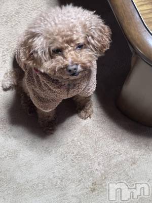 Х顦Armada(ޡ) ߤۤ1118̥֥☠️