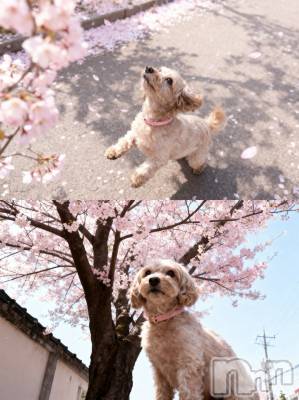 �����������Х��顦�����Armada(����ޡ���) �ߤ��ۤ�4��13���̥�֥����֤��Ϥʤߡ�