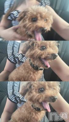 �����������Х��顦�����Armada(����ޡ���) �ߤ��ۤ�9��10���̥�֥�����🐶🐾��