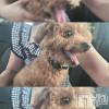 みずほの最新ブログ「🐶🐾」