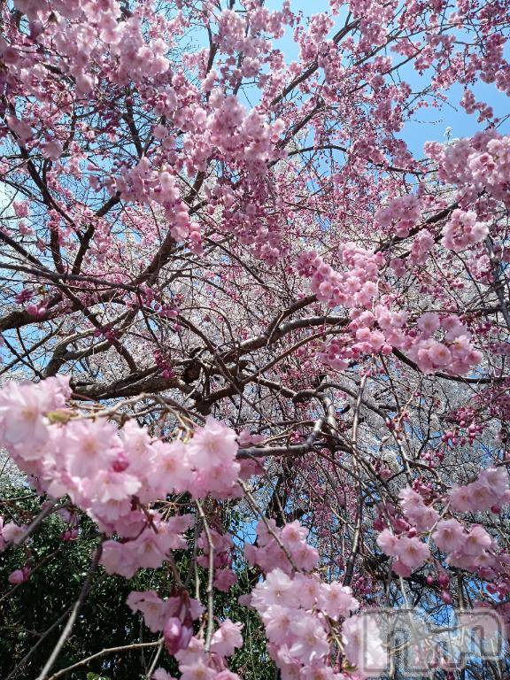 上越デリヘルHONEY(ハニー) なぎさ(37)の4月12日写メブログ「春、感じました🌸」
