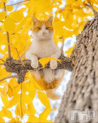 長岡デリヘル BIANCA～主人の知らない私～長岡店(ビアンカナガオカテン) 市川　りえこ(45)の3月5日写メブログ「♪出勤日♪」