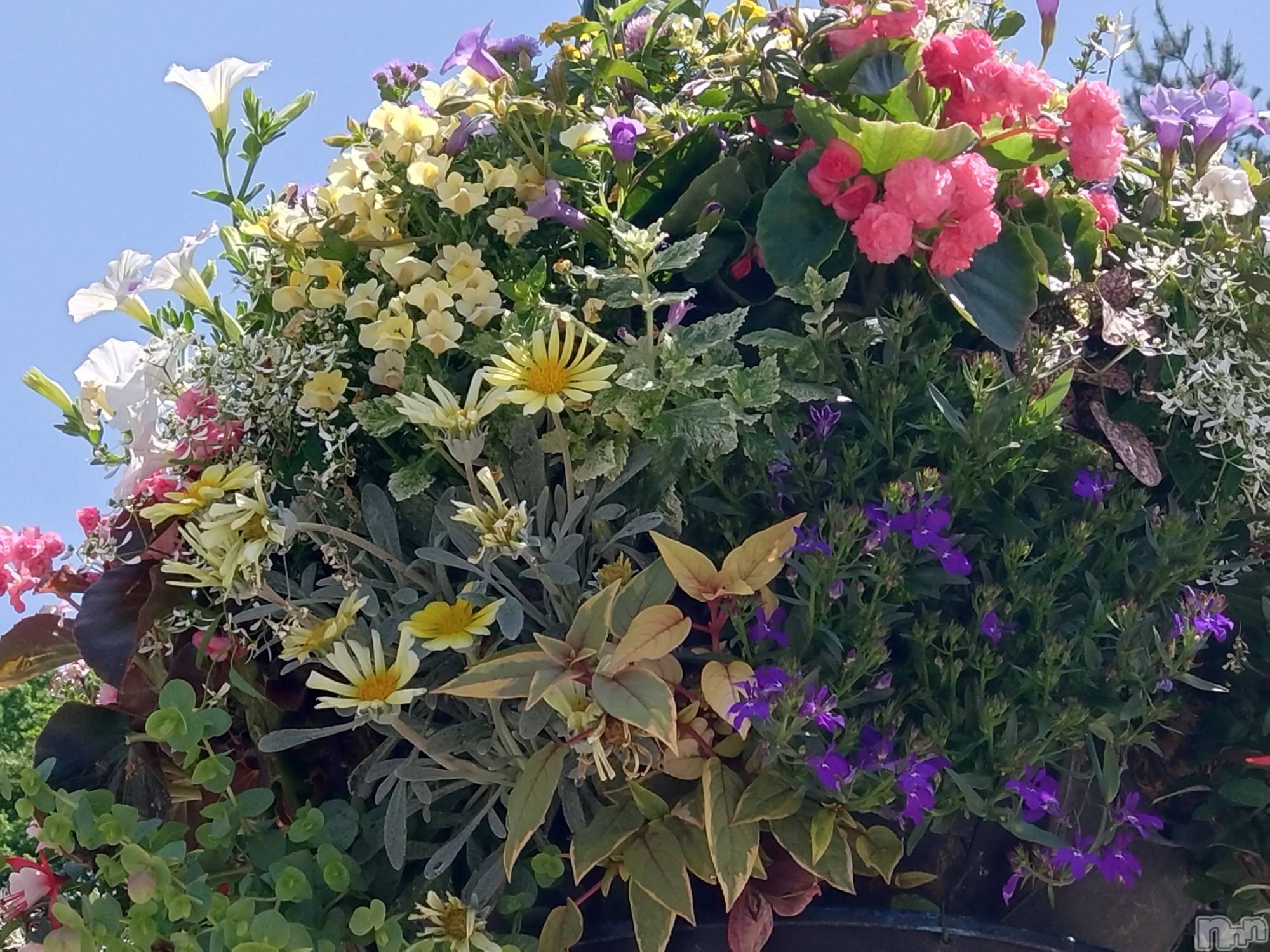 長岡デリヘル長岡人妻市(ナガオカヒトヅマイチ)ひかり★リアル不倫体感度250%(38)の2024年7月15日写メブログ「海の日🌊」